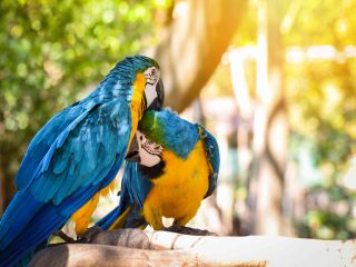 Tambopata Chuncho Macaws and Parrots Clay Lick Full Day