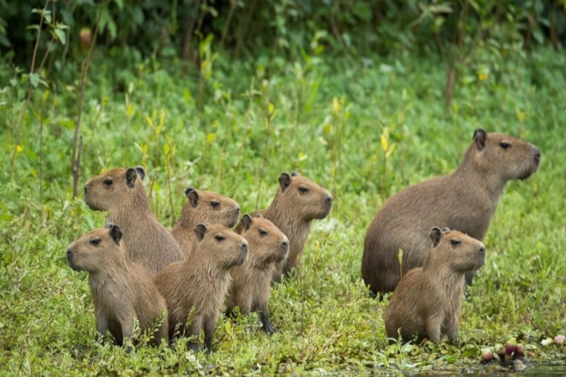 Capybaras in Peru
