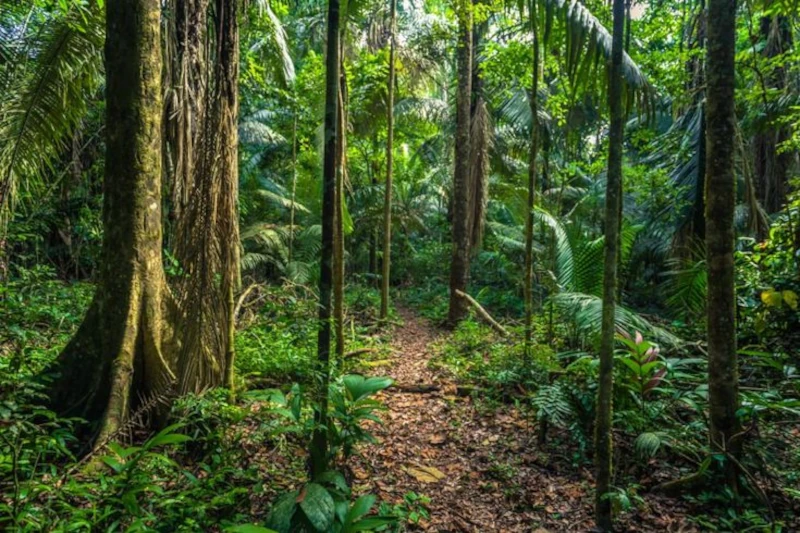Peruvian Amazon Shamans