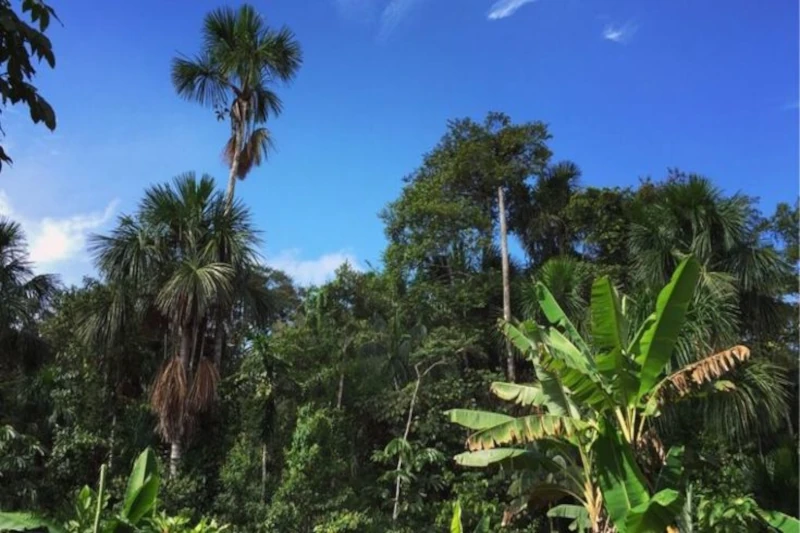 Peruvian Amazon Shamans